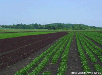 Row crop agriculture.